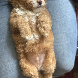 Poodle Puppies from ChiPoodles