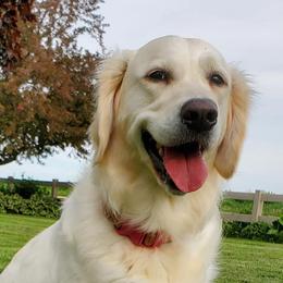 Halle - Golden Retriever