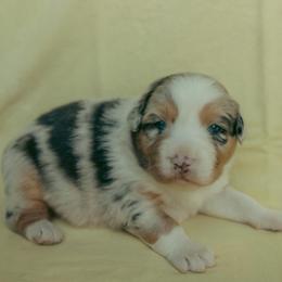 Coconut - Blue merle female Australian Shepherd puppy in Cotati, California from Tried and True Aussies