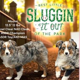 Moose - Toy Australian Shepherd