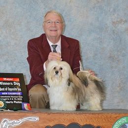 Havanese from Shadybrook Havanese
