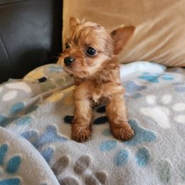 Yorkshire Terrier Puppies from Little Yorkie World Texas