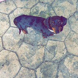 Murphy - Dachshund