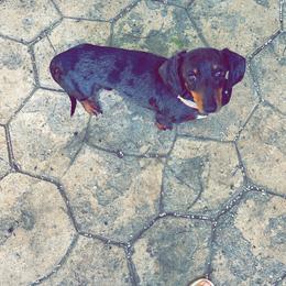 Murphy - Dachshund