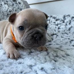 Sunspot - Blue fawn male French Bulldog puppy in Almo, Kentucky from Busy Bee French Bulldogs