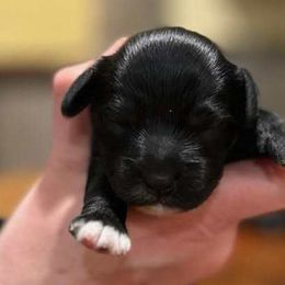 Tilley - Black and white Cockapoo puppy in Mena, Arkansas from Ouachita River Cockapoos