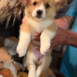 Girl 1 - Red female Pembroke Welsh Corgi puppy in Ridgeland, South Carolina from FOF Lowcountry Corgis