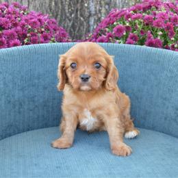 Beau - Ruby male Cavalier King Charles Spaniel puppy in Resaca, Georgia from Freeman's Royal Cavaliers