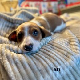 Ian - Piebald male Dachshund puppy in Aiken, South Carolina from State Eight Dachshunds
