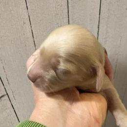 Teddy - Cream male Dachshund puppy in Salem, Oregon from Longdox Mini Dachshunds