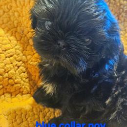 Blue collar boy - Black male Shih Tzu puppy in Woodsfield, Ohio from ROSE LANE SHIH TZUS