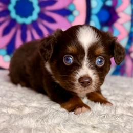 Cherry - Red tri female Miniature Australian Shepherd puppy in Buchanan, Georgia from Stanleyville Farm Mini Aussies