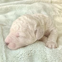 Boy 1 - male Poodle puppy in Screven, Georgia from Dreamland Standard Poodles