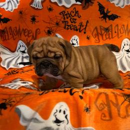 Ruby - Red female Bulldog puppy in Jacksonville, Florida from Semper Fi Bulldogs