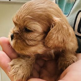 Cavalier King Charles Spaniel Puppies from Solheimar