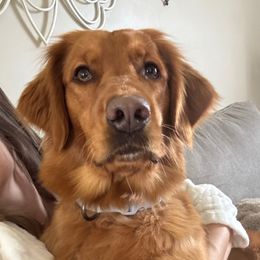 Millie - Golden Retriever