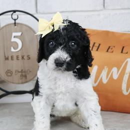 Trixie - Parti female Labradoodle puppy in Bryantown, Maryland from Doodles on Duty