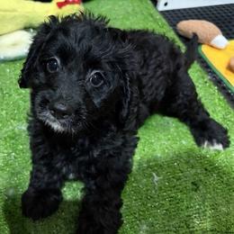 Beau - Black male Cavapoo puppy in Bourne, Massachusetts from Shih Tzu Pups