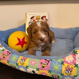 Slinky - Red male Australian Labradoodle puppy in Orange, California from Little Kingdom Doodles