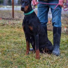 Jenna - Black and rust female Doberman Pinscher puppy in China Township, Michigan from Snell's Superior Kennel Dobermann & GSP