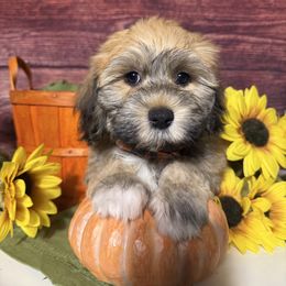 Empire - Red sable male Havanese puppy in Clermont, Florida from Country Sweet Havanese and Creative Coaching