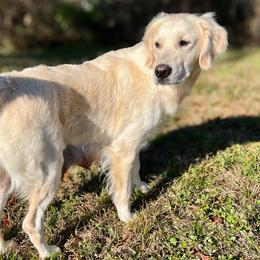 Golden Retrievers from CentralFLGoldens