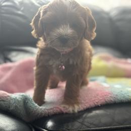 Lily - Apricot female Cavapoo puppy in Gainesville, Florida from Alyssa Xxweetdoodles