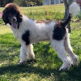 Paxton - Poodle