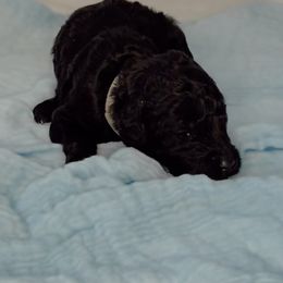 Poodle Puppies from Simplicity Poodles