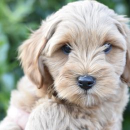 Goldendoodles from Dyson Doodles