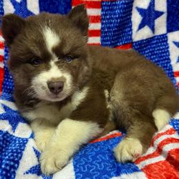 AKC Brazil - Red and white female Siberian Husky puppy in Centreville, Maryland from Huskies By the Bay