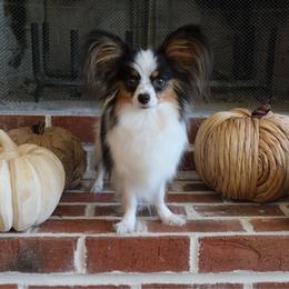 Mom - Papillon