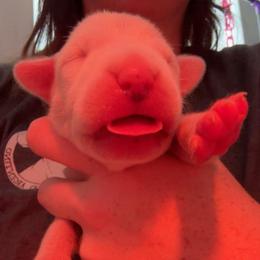 Dama - White female Dogo Argentino puppy in Winter Haven, Florida from El Riachuelo Dogo Argentino