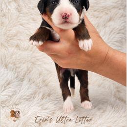 Copper - Tri-color male Bernedoodle puppy in Norcross, Georgia from Teddy Puppies