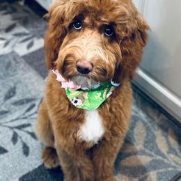 Bernedoodle and Goldendoodle All Grown Up from Farmland Doodles