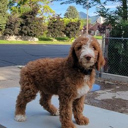 Poodles from Fancy Poodles