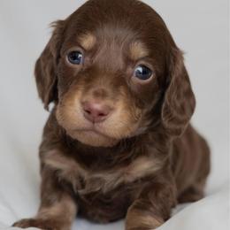Winnie the Pooh - Chocolate and cream male Dachshund puppy in Memphis, Tennessee from Lone River Dachshunds