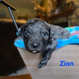 Zion - Merle male Cavapoo puppy in Blackfoot, Idaho from Draper Mountain Doodles