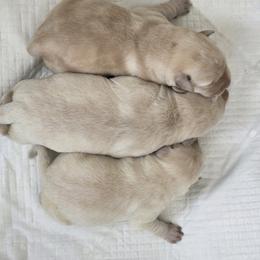 Bliss - Yellow female Labrador Retriever puppy in Roaring Spring, Pennsylvania from Briar Hill Labradors PA 12145