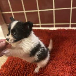 Puppy boy 1 - White black and tan male Papillon puppy in Derry, New Hampshire from A Circle Of Love Papillons