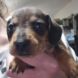 Shaded red wire boy - Red male Dachshund puppy in Lyle, Washington from Wines Wienery
