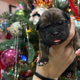 Ginger (Gingerbread) - Red female Cane Corso puppy in Utah from 3Lake Kennelz