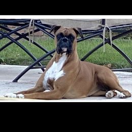 Juneau  - Boxer