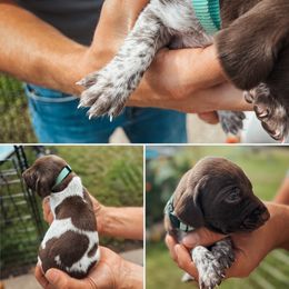 Teal Female (Reserved) - Liver and white female German Shorthaired Pointer puppy in Osakis, Minnesota from The W5 Ranch