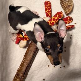 Baby 2 - White black and tan male Toy Fox Terrier puppy in Clermont, Florida from Debbie Hiles's Toy Fox Terriers