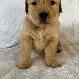 Golden Retriever Puppies from Thegoldendreams1