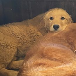 Goldendoodles and Golden Retrievers from 2 Lazy Ts Ranch