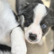 Border Collies and Sporty Mixes from Riverside Collies-n-Critters
