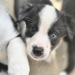 Border Collies and Sporty Mixes from Riverside Collies-n-Critters