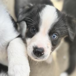Border Collies and Sporty Mixes from Riverside Collies-n-Critters